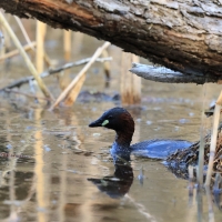 Perkozek - Little Grebe