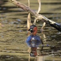 Perkozek - Little Grebe