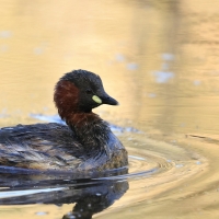 Perkozek - Little Grebe