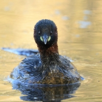 Perkozek - Little Grebe