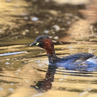 Perkozek - Little Grebe