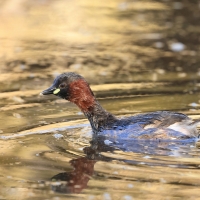 Perkozek - Little Grebe