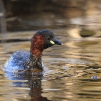 Perkozek - Little Grebe