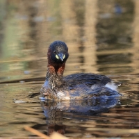 Perkozek - Little Grebe
