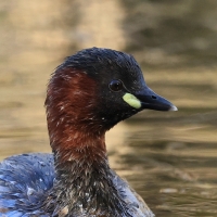 Perkozek - Little Grebe