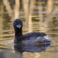 Perkozek - Little Grebe
