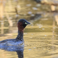 Perkozek - Little Grebe