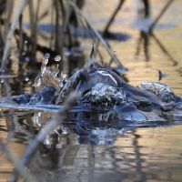 Perkozek - Little Grebe