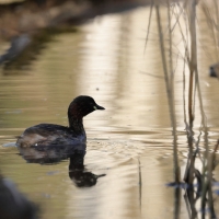 Perkozek - Little Grebe