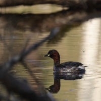 Perkozek - Little Grebe