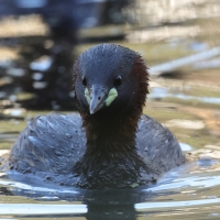Perkozek - Little Grebe