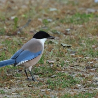 Sójka błękitna - Azure-winged Magpie