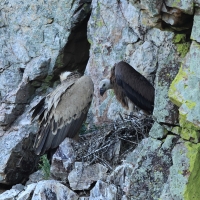 Sęp płowy - Griffon Vulture