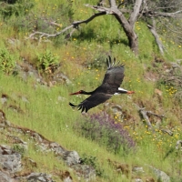Bocian czarny - Black Stork