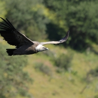 Sęp płowy - Griffon Vulture