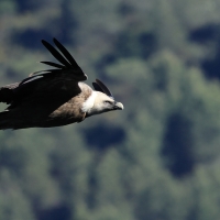 Sęp płowy - Griffon Vulture
