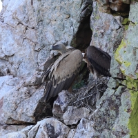 Sęp płowy - Griffon Vulture