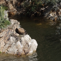 Sęp płowy - Griffon Vulture