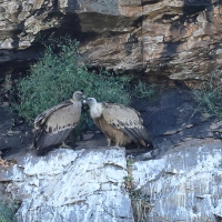 Sęp płowy - Griffon Vulture