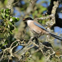 Sójka błękitna - Azure-winged Magpie