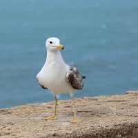 Mewa romańska - Yellow-legged Gull
