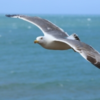Mewa romańska - Yellow-legged Gull