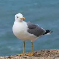 Mewa romańska - Yellow-legged Gull