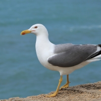 Mewa romańska - Yellow-legged Gull