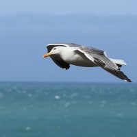 Mewa romańska - Yellow-legged Gull