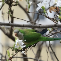 Mnicha - Monk Parakeet
