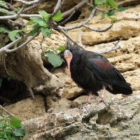 Ibis grzywiasty - Waldrapp