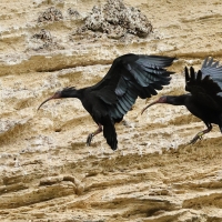 Ibis grzywiasty - Waldrapp