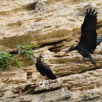 Ibis grzywiasty - Waldrapp