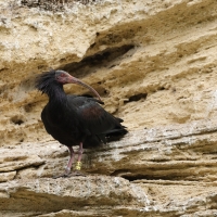 Ibis grzywiasty - Waldrapp