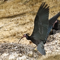 Ibis grzywiasty - Waldrapp