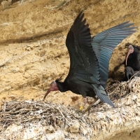 Ibis grzywiasty - Waldrapp