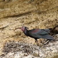 Ibis grzywiasty - Waldrapp