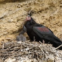 Ibis grzywiasty - Waldrapp