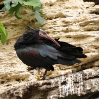 Ibis grzywiasty - Waldrapp