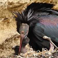 Ibis grzywiasty - Waldrapp