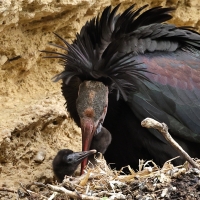 Ibis grzywiasty - Waldrapp