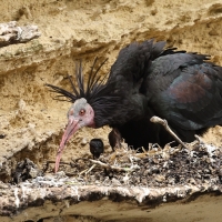 Ibis grzywiasty - Waldrapp