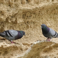 Gołąb skalny - Rock Pigeon