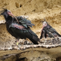 Ibis grzywiasty - Waldrapp