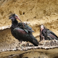Ibis grzywiasty - Waldrapp