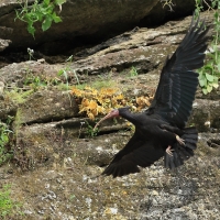 Ibis grzywiasty - Waldrapp
