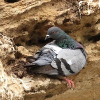 Gołąb skalny - Rock Pigeon
