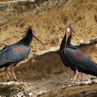 Ibis grzywiasty - Waldrapp