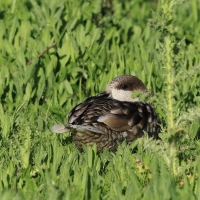 Marmurka - Marbled Teal