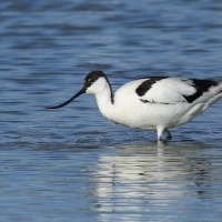 Szablodziób - Pied Avocet